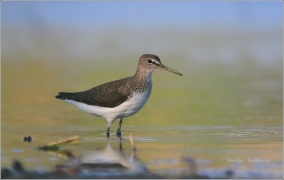 <p>VODOUŠ KROPENATÝ (Tringa ochropus)</p>